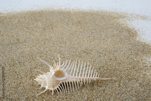 骨貝、Murex pecten（Venus comb）