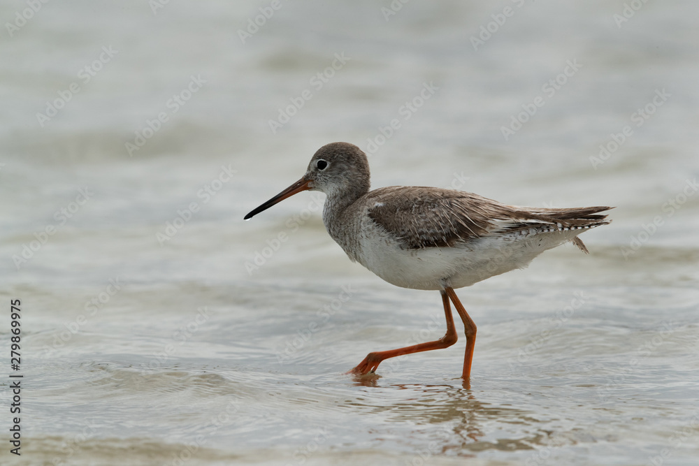 Redshank feeding at Busaiteen coast, Bahrain Redshank feeding at Busaiteen coast, Bahrain