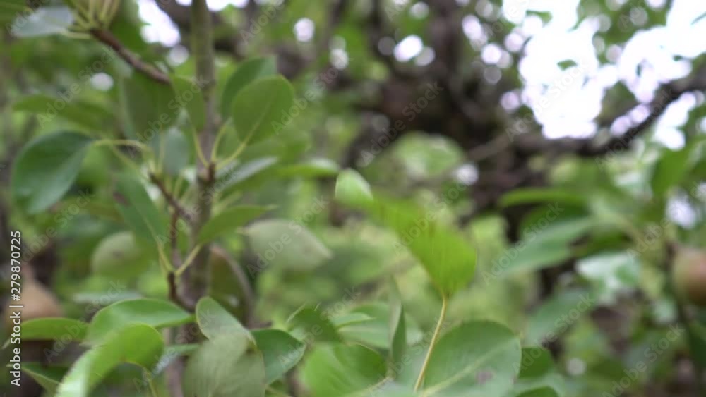 The hand of a man tears the fruits of a pear conference from a tree in a park or garden. The branches sway. Harvesting in the countryside The hand of a man tears the fruits of a pear conference from a tree in a park or garden. The branches sway. Harvesting in the countryside
