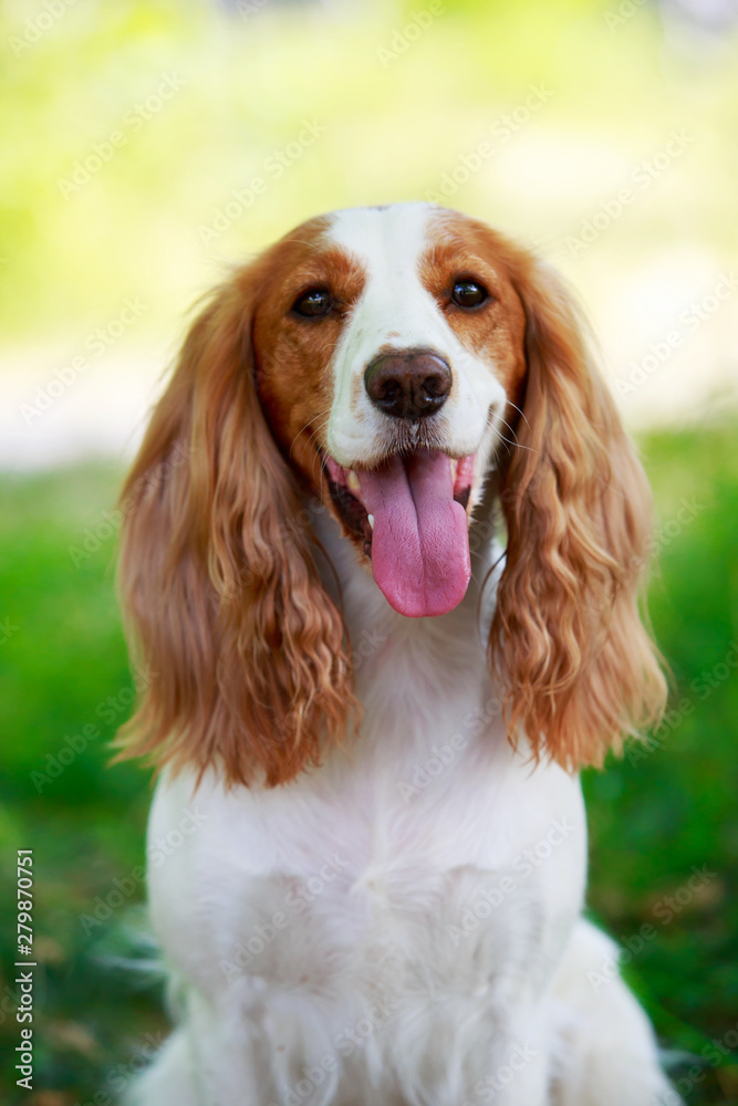 Dog breed Russian hunting spaniel Dog breed Russian hunting spaniel