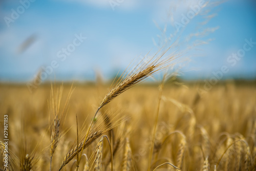 Close up of single wheat ear among whole wheat field with strong bokeh background  blue sky