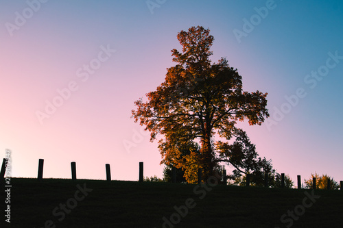 Evening Tree Landscape