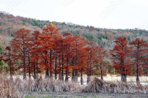 Beautiful red cypress wood in mountain lake in Sukko by Anapa, Russia. Autumn scenic landscape. Caucasus mountains. Taxodium distichum.