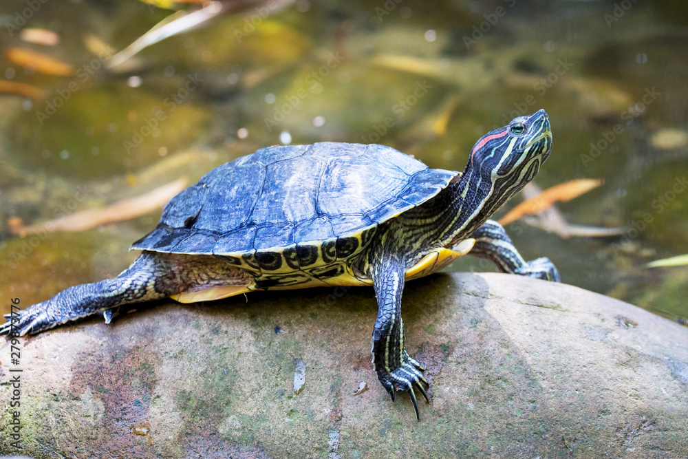 A turtle with a raised head on the stones near the river_ A turtle with a raised head on the stones near the river_