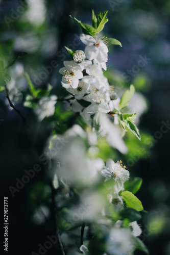 White lilacs flowers background outdors light nice