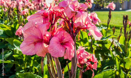 Pink Flowers Garden