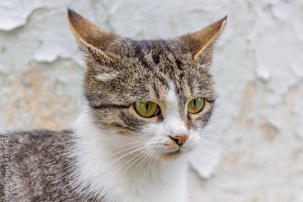 Portrait of a striped cat with white spots on a light background_