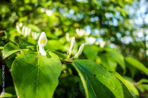 Leaves in summer