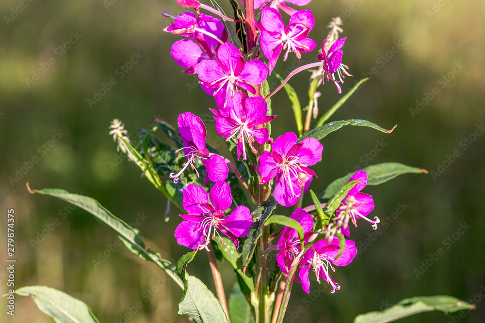 Fototapeta premium plant