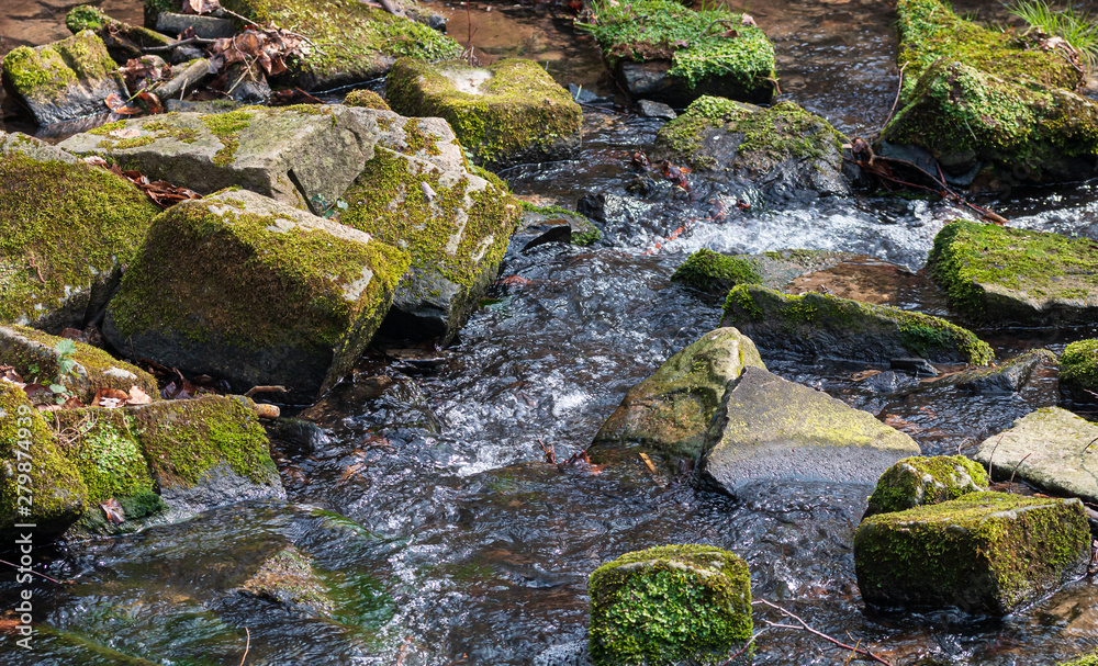 Bach im Wald