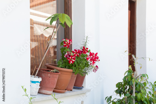 flowers in pots on wall