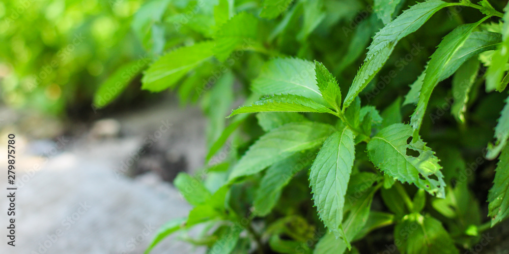 mint, bushes and green petals (peppermint plants in the garden). top food background. copy space mint, bushes and green petals (peppermint plants in the garden). top food background. copy space