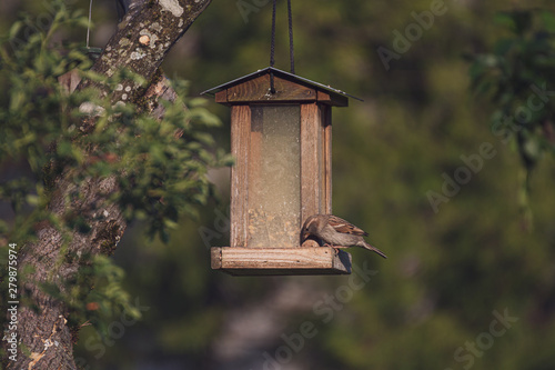 Vogel an Vogelhaus