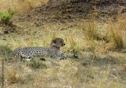 Cheetah relaxing in Savannah grasses, Masai Mara, kenya