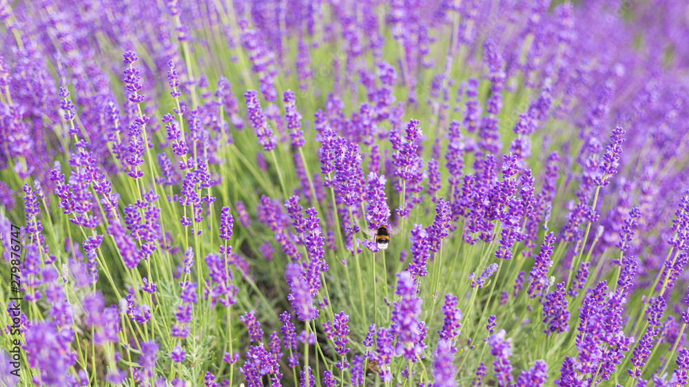 Lavender bushes closeup, French lavender in the garden, soft light effect. Field flowers background. Lavender bushes closeup, French lavender in the garden, soft light effect. Field flowers background.