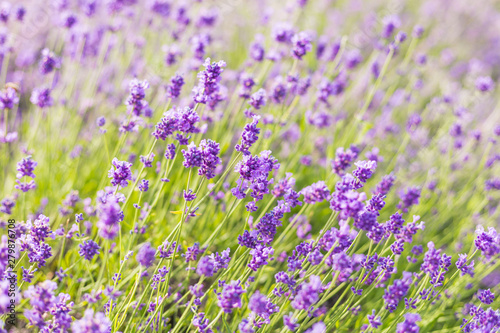 Lavender bushes closeup, French lavender in the garden, soft light effect. Field flowers background.