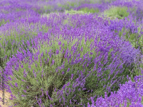 Lavender bushes closeup  French lavender in the garden  soft light effect. Field flowers background.