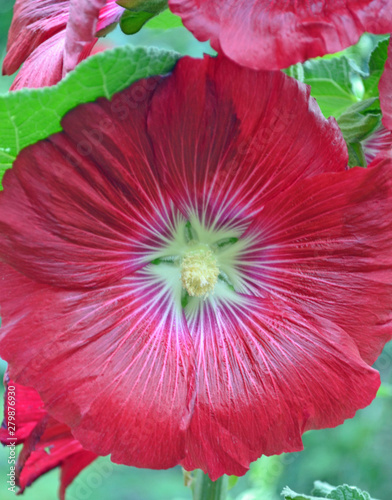 red hollyhock flower on green background