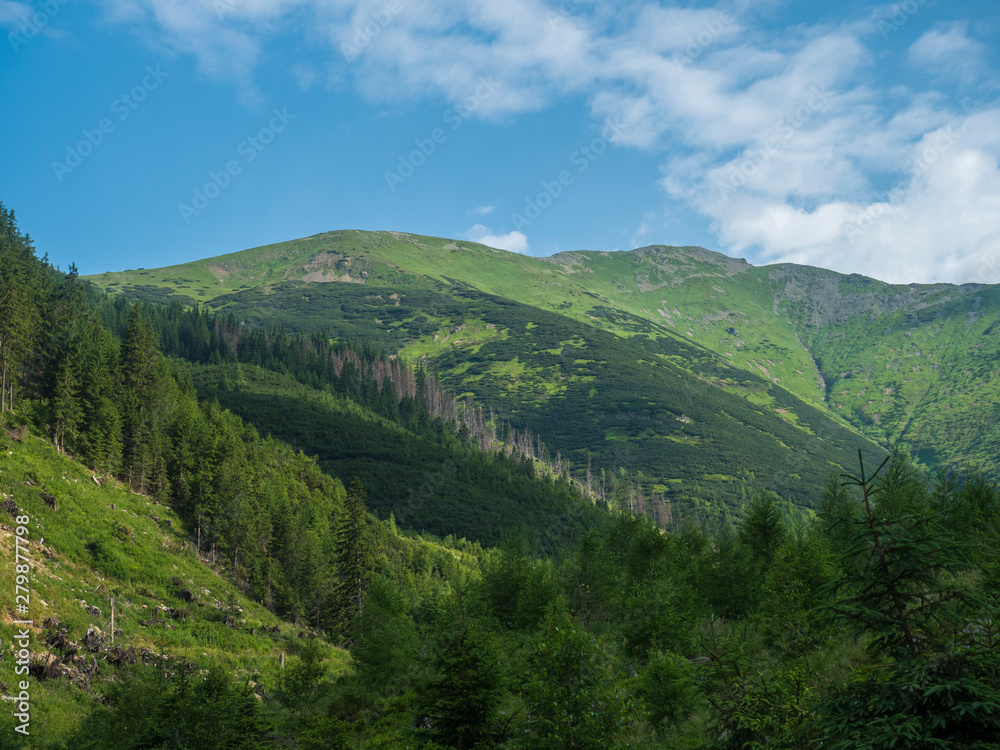 Beautiful mountain landscape with lush green grass, spruce trees, dwarf scrub pine and bald mountain peaks. Ziarska dolina, Western Tatras mountains, Rohace Slovakia, summer sunny day, blue sky
