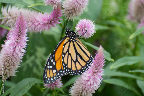 Butterfly 2019-66 / Monarch butterfly (Danaus plexippus)