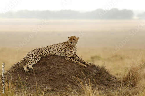 Cheetah relaxing on mound, Masai Mara, kenya