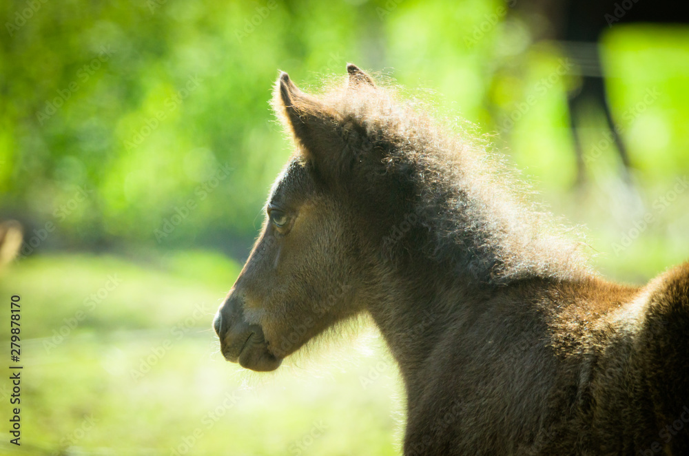 Fototapeta premium Niedliches Fohlen in der Sonne auf einer Wiese