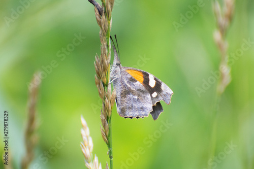 Photography Butterfly 2019-68 / American Snout (Libytheana carinenta)  Butterfly with unusua