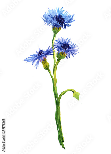 Watercolor cornflower bouquet on a white background illustration.