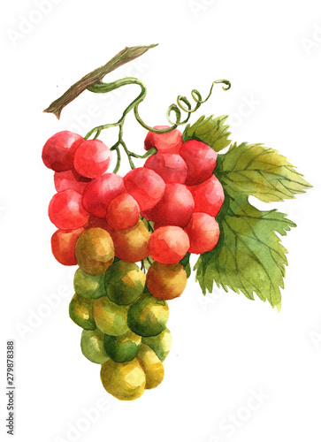 Fototapeta Naklejka Na Ścianę i Meble -  Watercolor grape bunch of green and dark grapes isolated on a white background illustration.