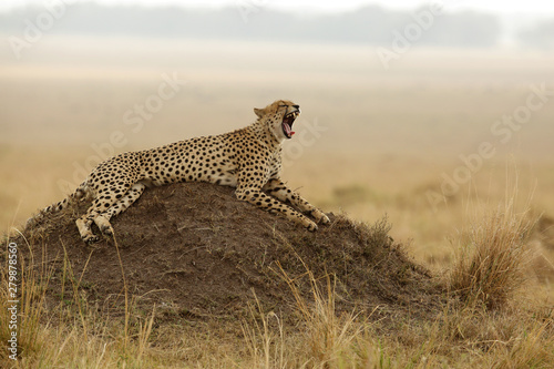 Cheetah yawning while relaxing on mound, Masai Mara, kenya © Dr Ajay Kumar Singh