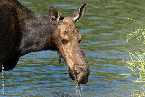 Moose in River