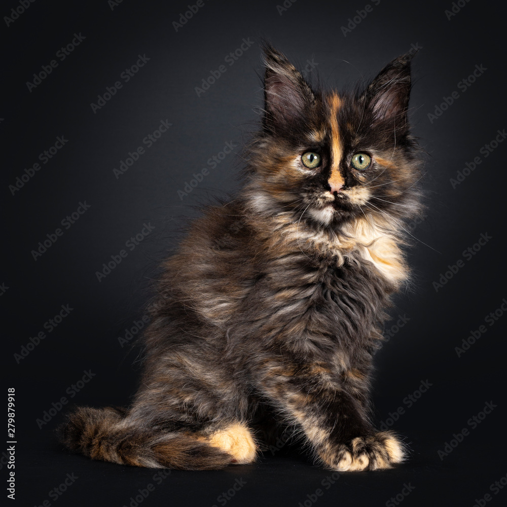 Incredible patterned tortie Maine Coon cat kitten, sitting side ways. Looking at camera with greenish eyes. Isolated on black background.