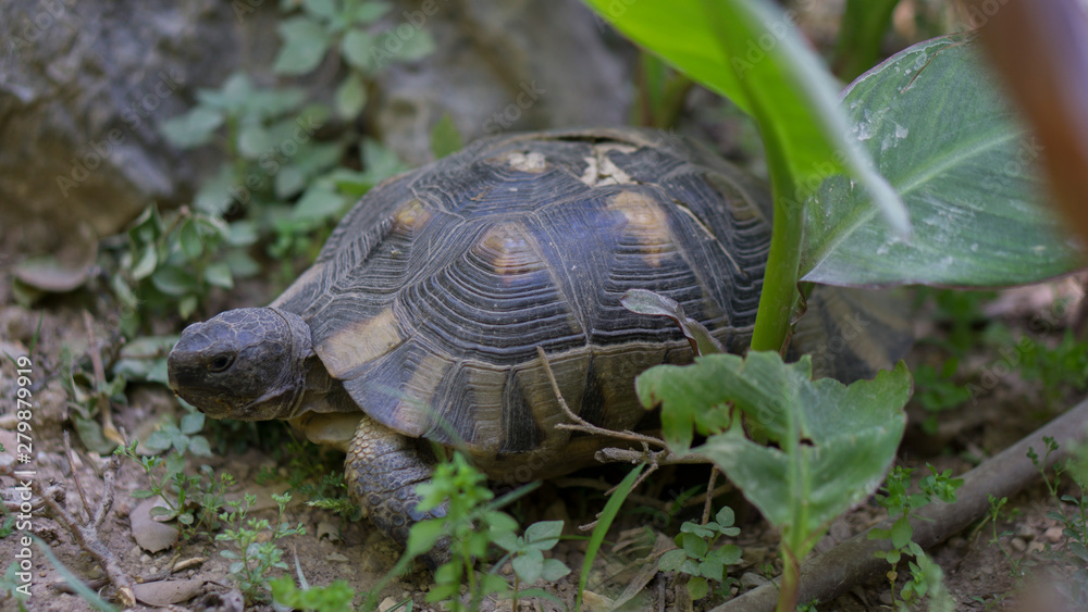 Turtle in greek park Turtle in greek park
