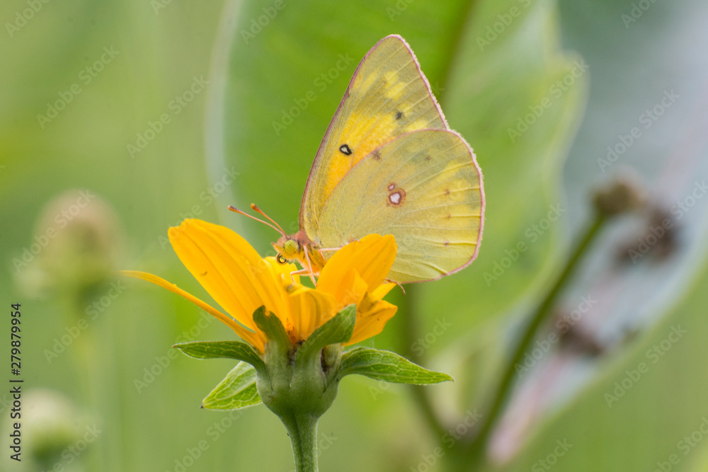 Butterfly 2019-71 / Cloudless Sulphur (Phoebis Sennae) Butterfly 2019-71 / Cloudless Sulphur (Phoebis Sennae)