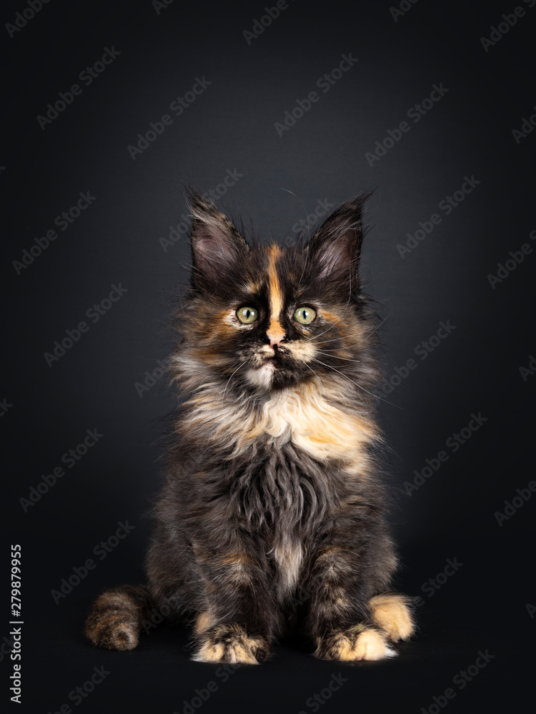 Incredible patterned tortie Maine Coon cat kitten, sitting facing front. Looking curious at camera with greenish eyes. Isolated on black background.k