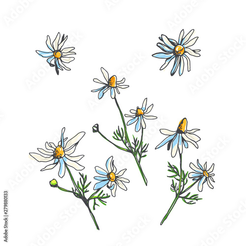 Vector set of chamomile isolated on white. Floral sketch field flowers. Hand drawn color botanical illustration of camomile branches