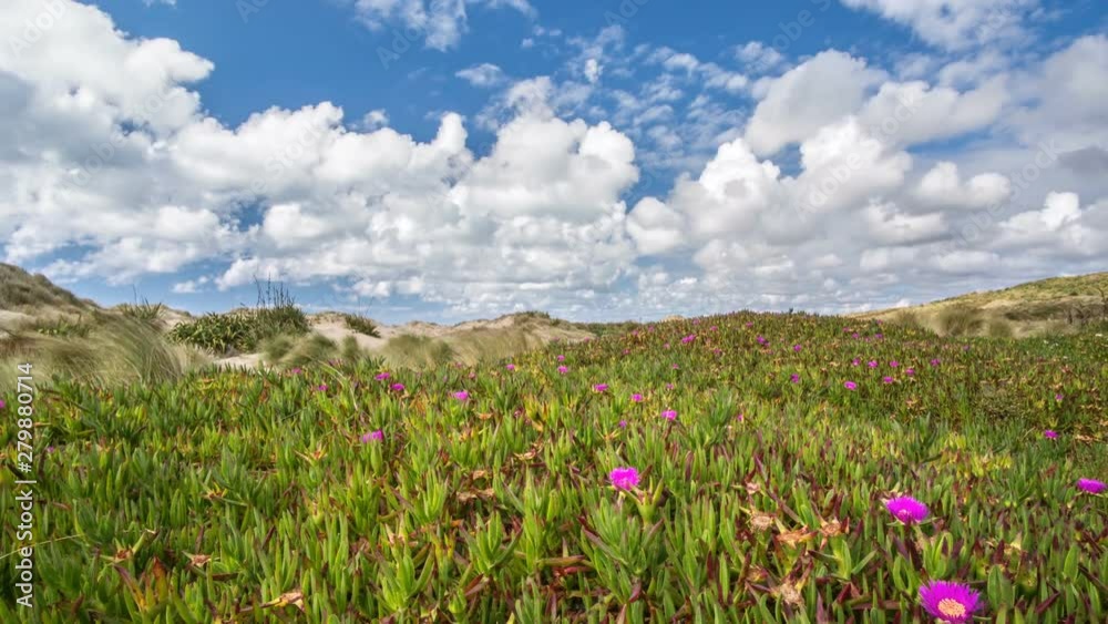 White clouds moving fast over flowers in wild New Zealand nature landscape Time lapse White clouds moving fast over flowers in wild New Zealand nature landscape Time lapse