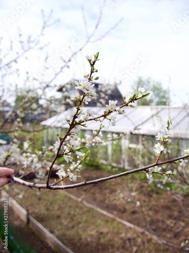 Blooming plummon trees with pink flowers over colorful fence. Apple-tree alley garden in Tulun before inundation , Siberia, Russia photo