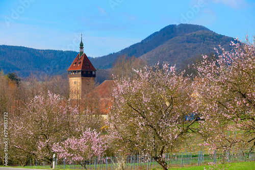 Flourishing almond trees with Geilweilerhof near Siebeldingen, Rhineland-Palatinate, Germany photo