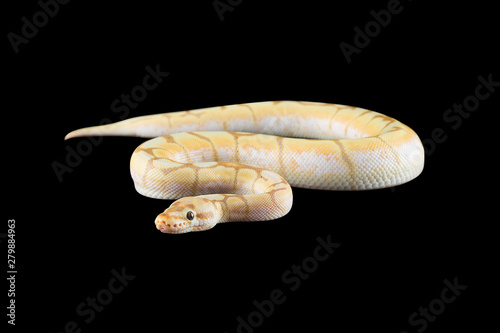 python with black background