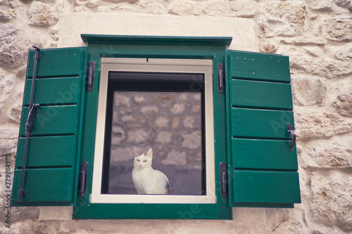 Cozy home. White cat sitting at green window.