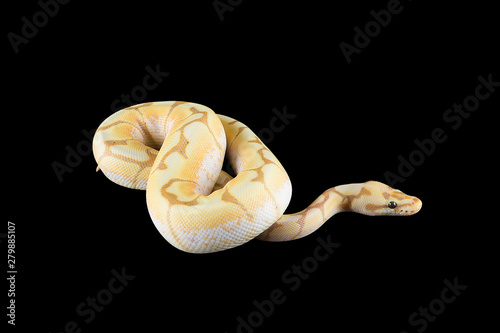 python with black background