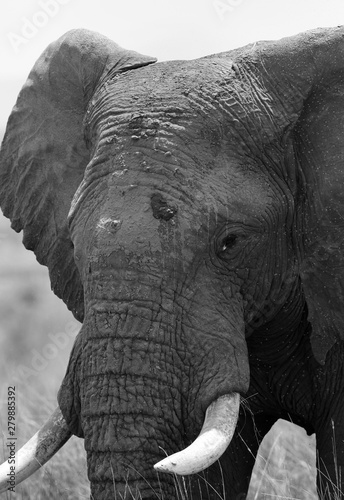 Closeup of a African Elephant, Masai Mara