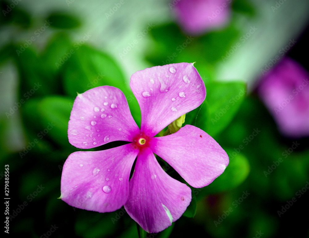 purple flower in the garden