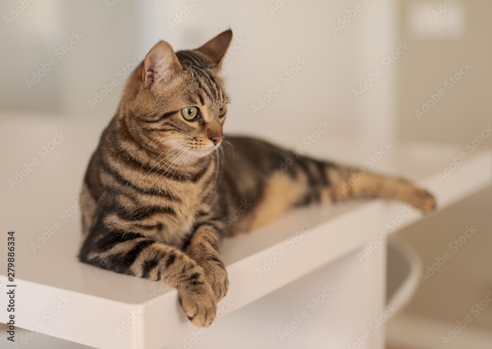 Beautiful short hair cat lying on white table at home