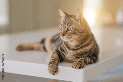 Beautiful short hair cat lying on white table at home © Krakenimages.com
