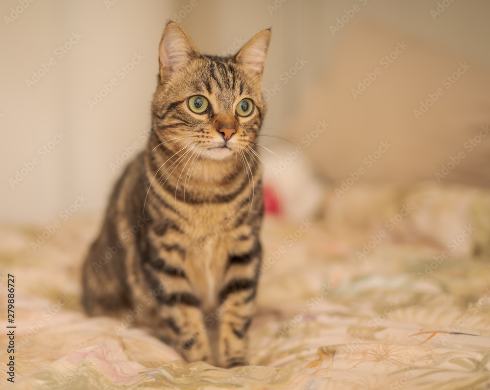 Obraz premium Beautiful short hair cat lying on the bed at home