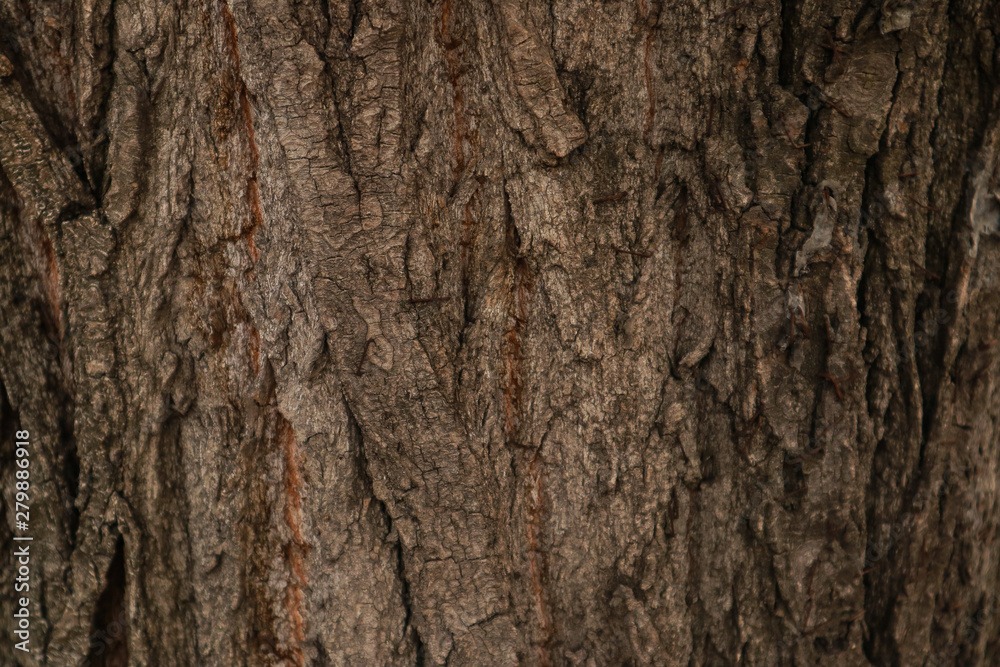 Tree bark surface as background Tree bark surface as background