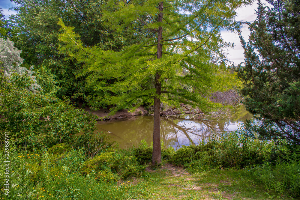 Fototapeta premium Green Tree