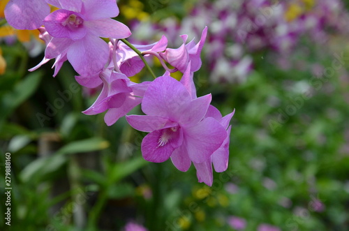 beautiful light purple flowers of orchid in an Asian botanic park 